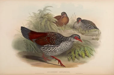 Galloperdix zeylonensis = Galloperdix bicalcarata